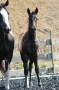 Potro Paint Horse En venta 2026 Negro