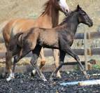 Potro Paint Horse En venta 2026 Negro