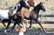 Potro Paint Horse En venta 2026 Negro