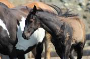 Potro Paint Horse En venta 2026 Negro