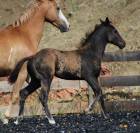 Potro Paint Horse En venta 2026 Negro