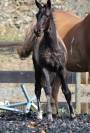Potro Paint Horse En venta 2026 Negro