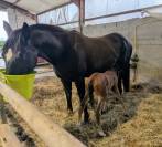 jument paint horse