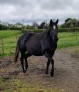 jument paint horse