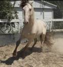 Cheval oc lusitanien robe champagne 