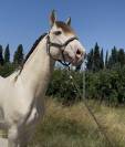 Cheval oc lusitanien robe champagne 