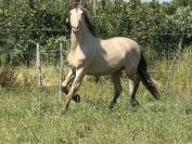 Cheval oc lusitanien robe champagne 