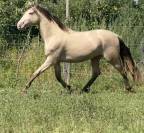 Cheval oc lusitanien robe champagne 