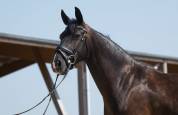 Jument de dressage 