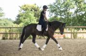 Jument de dressage 