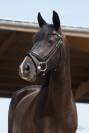Jument de dressage 
