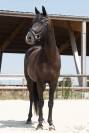 Jument de dressage 