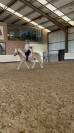 Ponette haflinger 8ans 