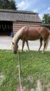 Ponette haflinger 8ans 