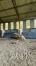 Ponette haflinger 8ans 
