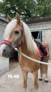 Ponette haflinger 8ans 