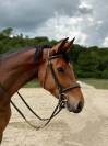Jument 5 ans - Pegase van't ruytershof x Quick star 