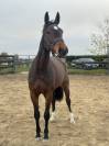 Jument 5 ans - Pegase van't ruytershof x Quick star 