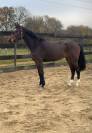 Jument 5 ans - Pegase van't ruytershof x Quick star 