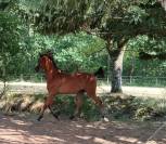 Pouliche psar 