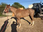 Prince &ndash; Poney ONCP type Welsh &ndash; N&eacute; le 5 janvier 2022