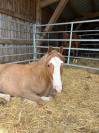 Prince &ndash; Poney ONCP type Welsh &ndash; N&eacute; le 5 janvier 2022
