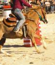 Prince &ndash; Poney ONCP type Welsh &ndash; N&eacute; le 5 janvier 2022