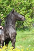 Magnifique poulain frison Pleins Papiers KFPS