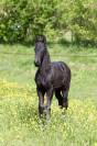 Magnifique poulain frison Pleins Papiers KFPS