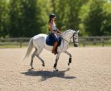 Hongre Pur Sang Lusitanien 5 ans 