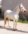 HONGRE CAMARGUE