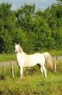 HONGRE CAMARGUE