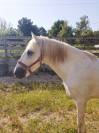 HONGRE CAMARGUE