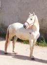 HONGRE CAMARGUE
