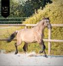 Pouliche kwpn Grullo ou smoky 