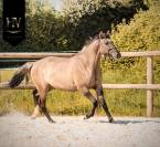 Pouliche kwpn Grullo ou smoky 