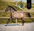Pouliche kwpn Grullo ou smoky 