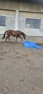 Frozen Twister Doc &ndash; Hongre Quarter Horse plein papie