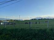 Pension compl&egrave;te chevaux &ndash; LD Buddy Ranch