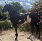 Lewis Wonder Olena &ndash; &Eacute;talon Paint Horse plein papiers