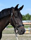 Magnifique cheval hongre 
