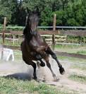 Magnifique cheval hongre 