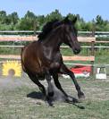 Magnifique cheval hongre 