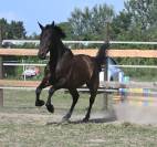 Magnifique cheval hongre 
