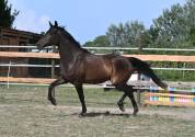 Magnifique cheval hongre 