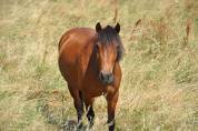 Poney de 3ans 