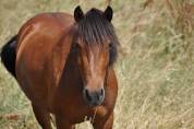 Poney de 3ans 