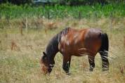 Poney de 3ans 