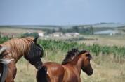 Poney de 3ans 
