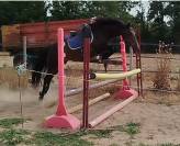 ponette 143 cms - 7 ans